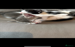 Ragdoll cats for sale: Ragdoll cross kittens  - Advert 4