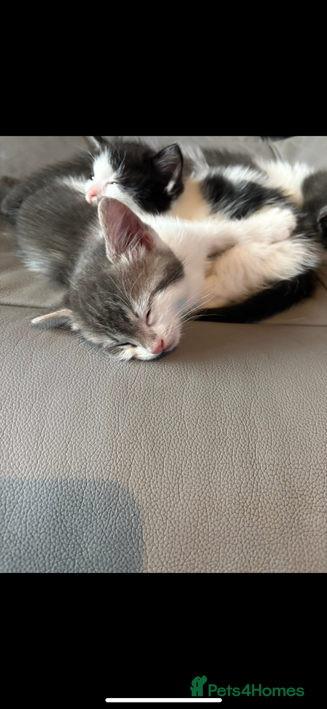 Ragdoll cats for sale: Ragdoll cross kittens  - Advert 4