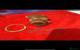 Cavalier King Charles Spaniel dogs for sale: Kc dna clear cavalier puppies available  - Image 7