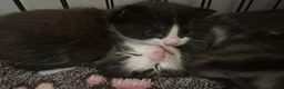 Mixed Breed cats for sale: 2 female mixed rag dolls  - Advert 10