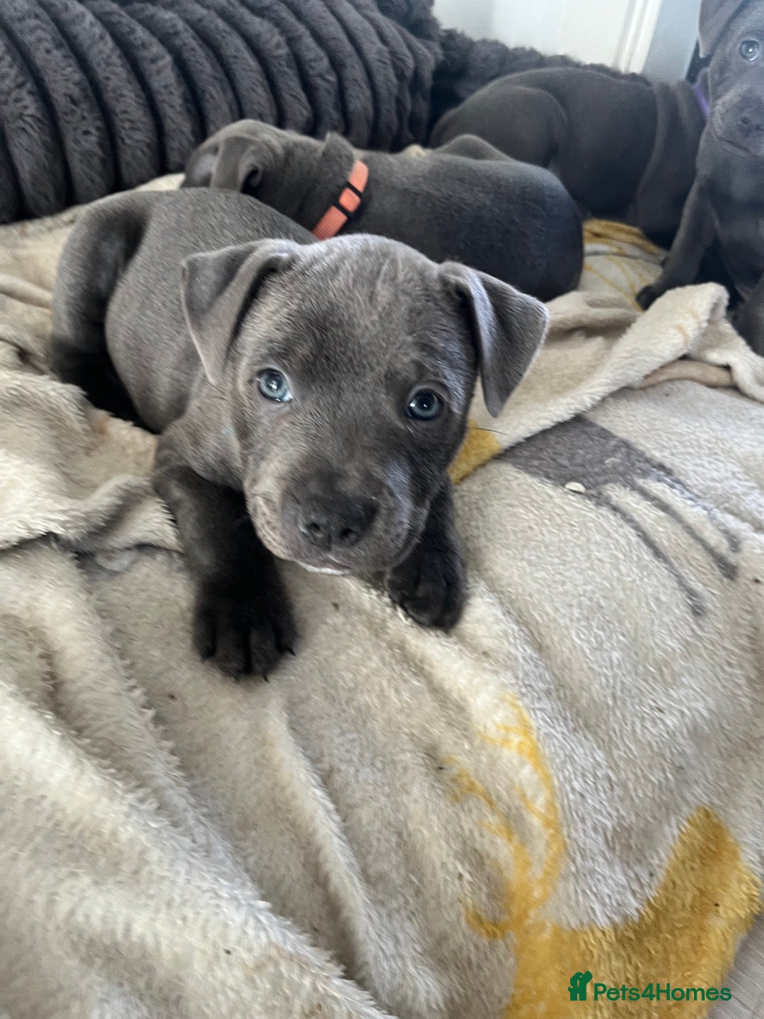 Staffordshire Bull Terrier dogs for sale: Stunning Blue Staffordshire Bull Puppies for sale - Image 28