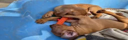 Hungarian Vizsla dogs for sale: Beautiful Hungarian Vizsla Puppies - Advert 8