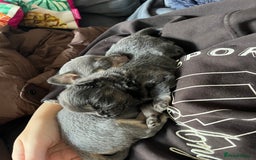 Chihuahua dogs for sale: Chihuahua Pups  - Advert 5