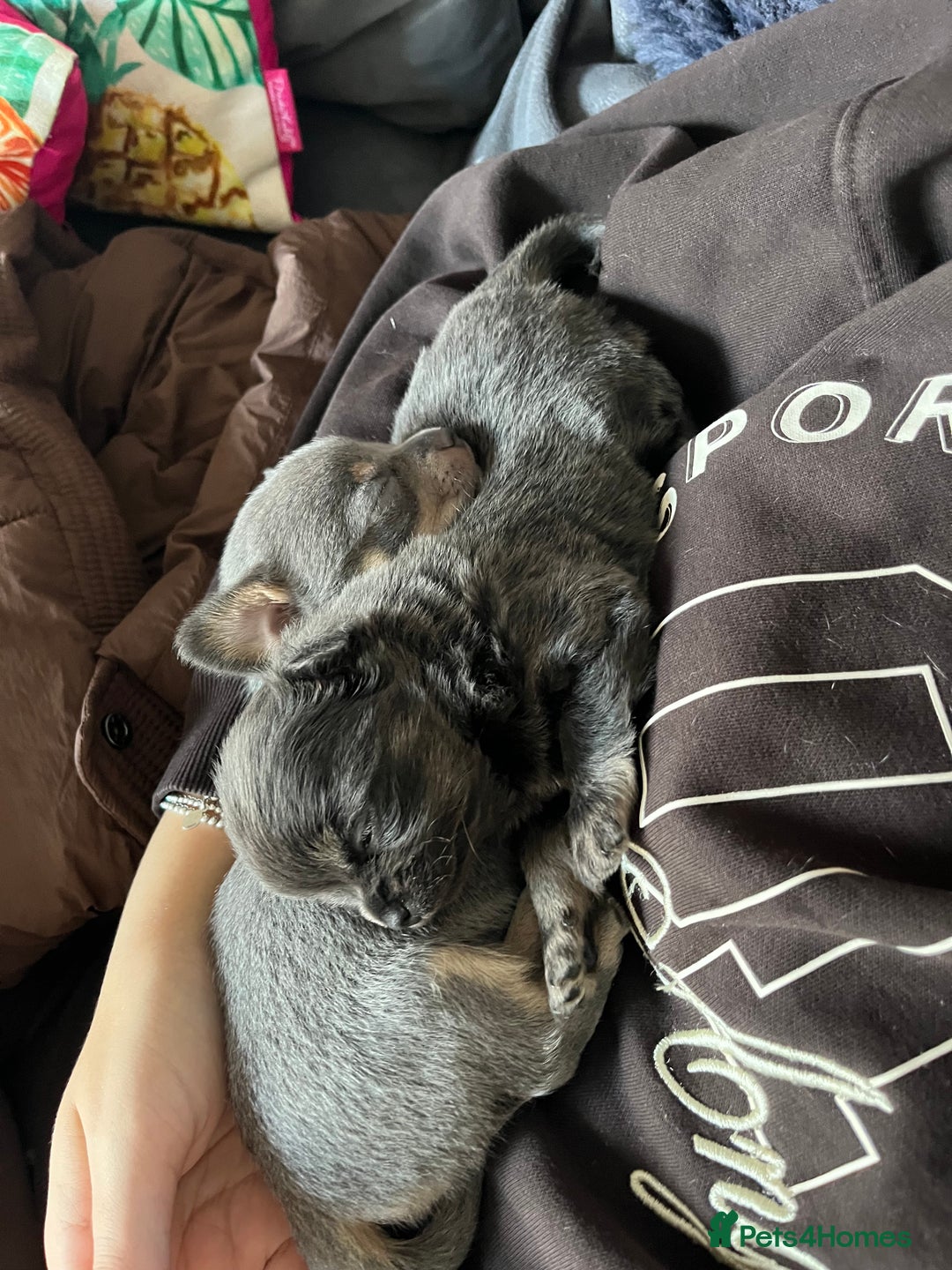 Chihuahua dogs for sale: Chihuahua Pups  - Advert 5