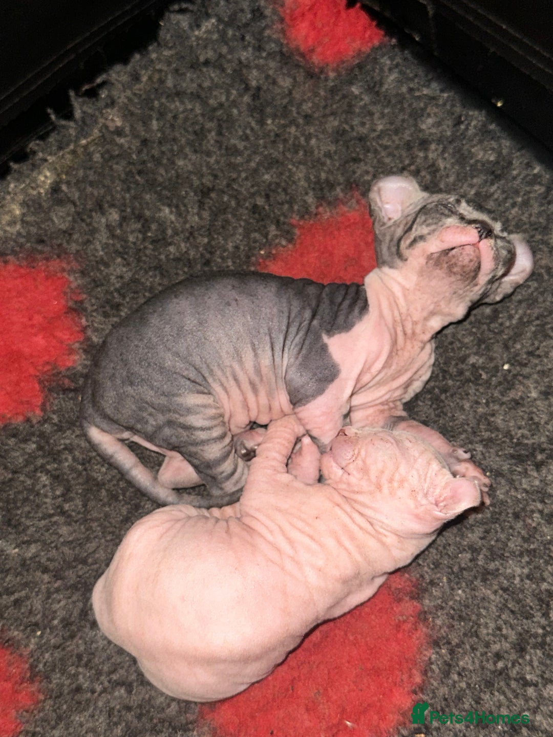 Sphynx cats for sale: ✨ Adorable Elf Sphynx Kittens ✨ - Image 2