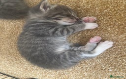 Mixed Breed cats for sale: Three Gorgeous Kittens - Image 12