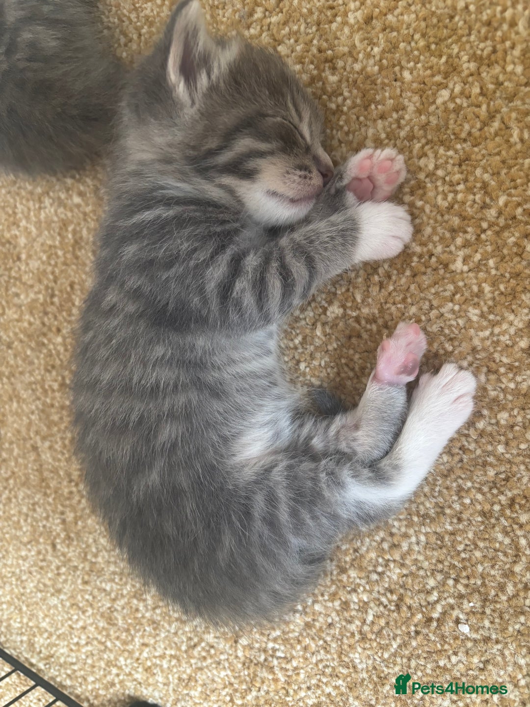 Mixed Breed cats for sale: Three Gorgeous Kittens - Image 12