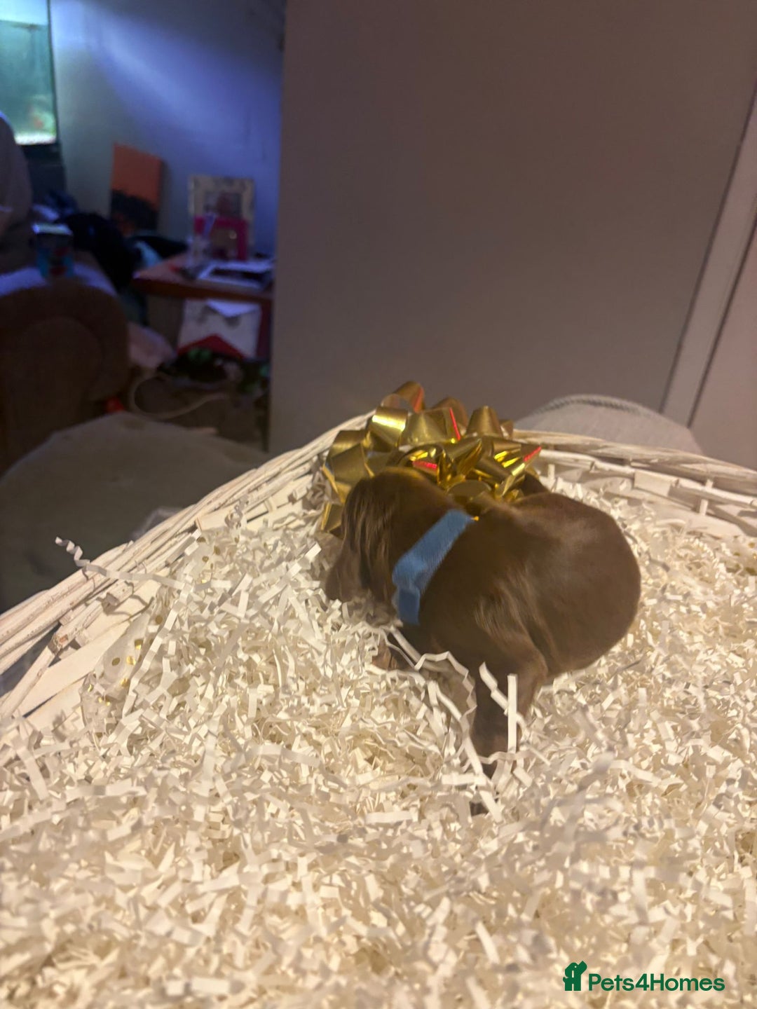 Cocker Spaniel dogs for sale: stunning cocker spaniel pups ready soon - Advert 6