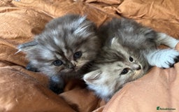 Persian cats for sale: 2 Cute Persian Kittens For Sale! Last 2 Left! - Image 13