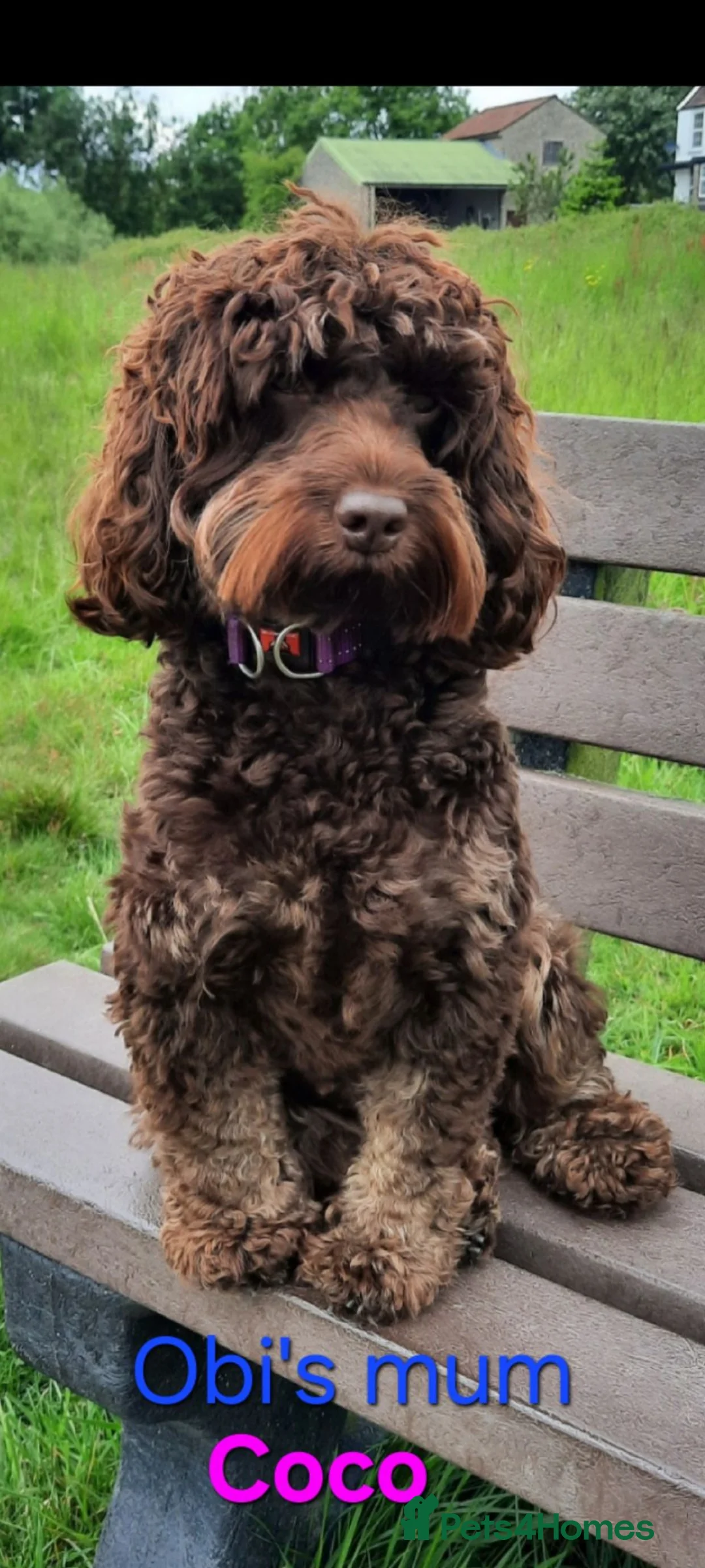 Poodle dogs for stud: F1b Cockapoo stud chocolate merle  - Advert 14