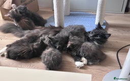 Maine Coon cats for sale: Beautiful female full Maine coon kittens  - Image 21