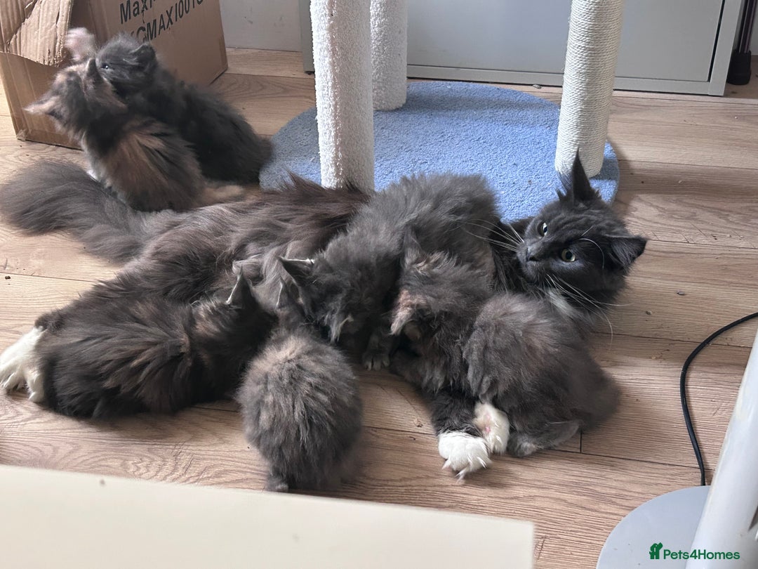 Maine Coon cats for sale: Beautiful female full Maine coon kittens  - Image 21