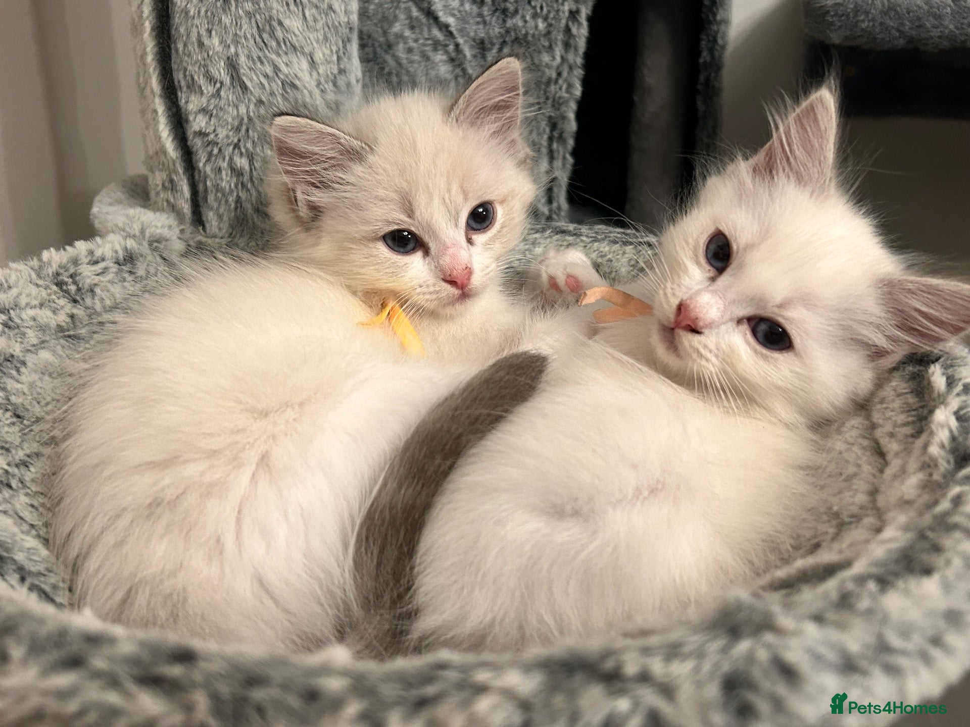 Ragdoll cats 😻READY NOW RAGDOLL KITTENS BI COLOUR/LYNX 😻 - Advert 2