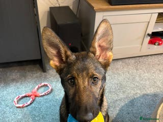 German Shepherd dogs German shepherd puppy - Advert 1