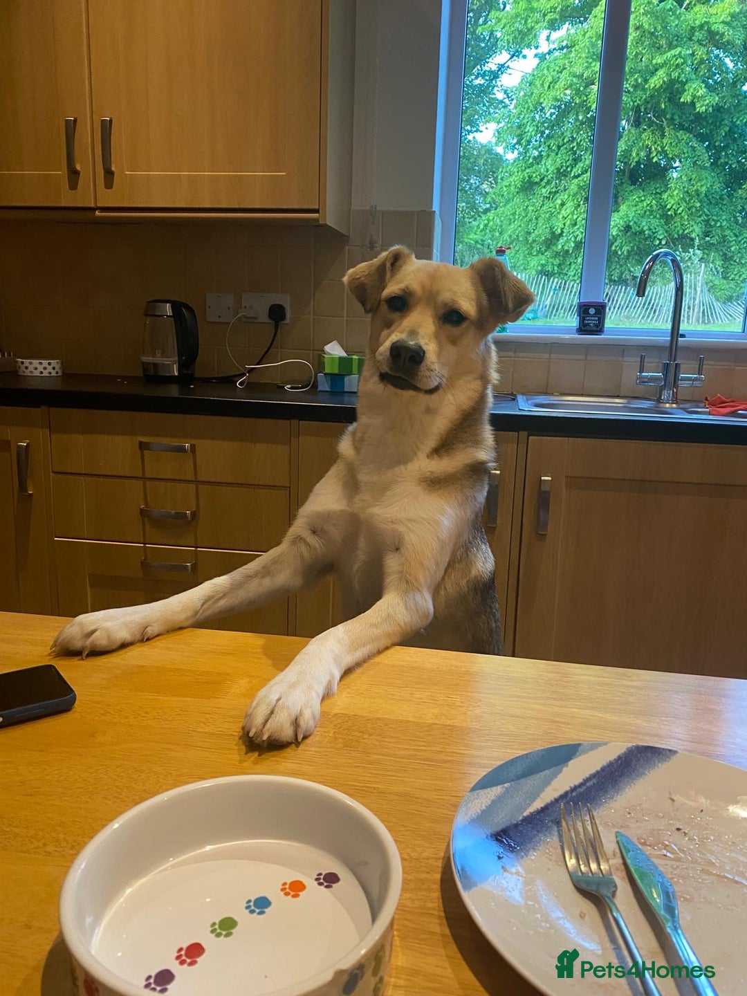 Mixed Breed dogs for adoption: Winter ❄️  - Image 2
