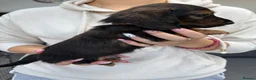 Miniature Dachshund dogs for sale: Miniature Dachshund Long & Smooth coats PRA clear - Advert 8