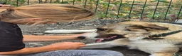Mixed Breed dogs for adoption: Beautiful Big Girl Blanca  - Advert 23