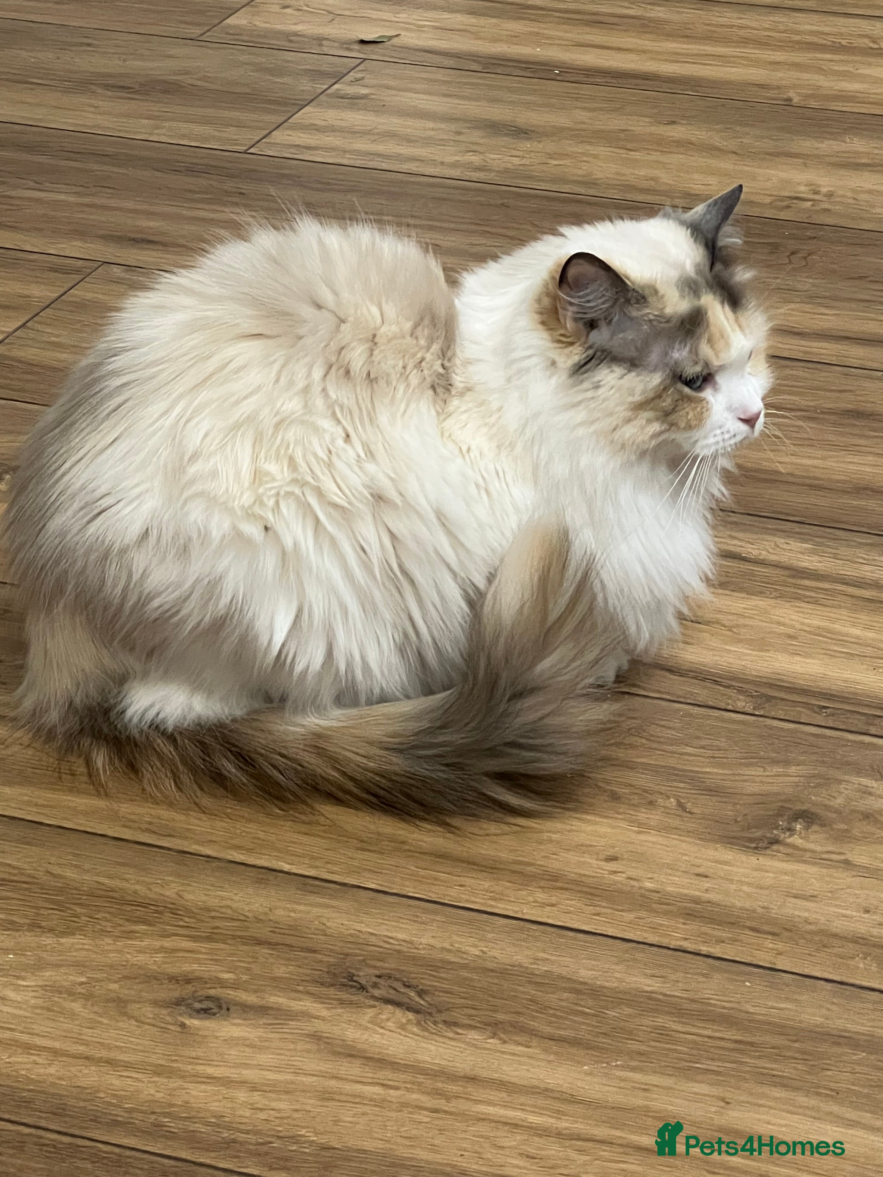 Ragdoll cats pure breed ragdoll female - Advert 2