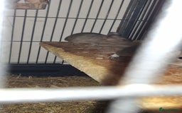 Degus rodents for sale: Degus for sale - Image 4