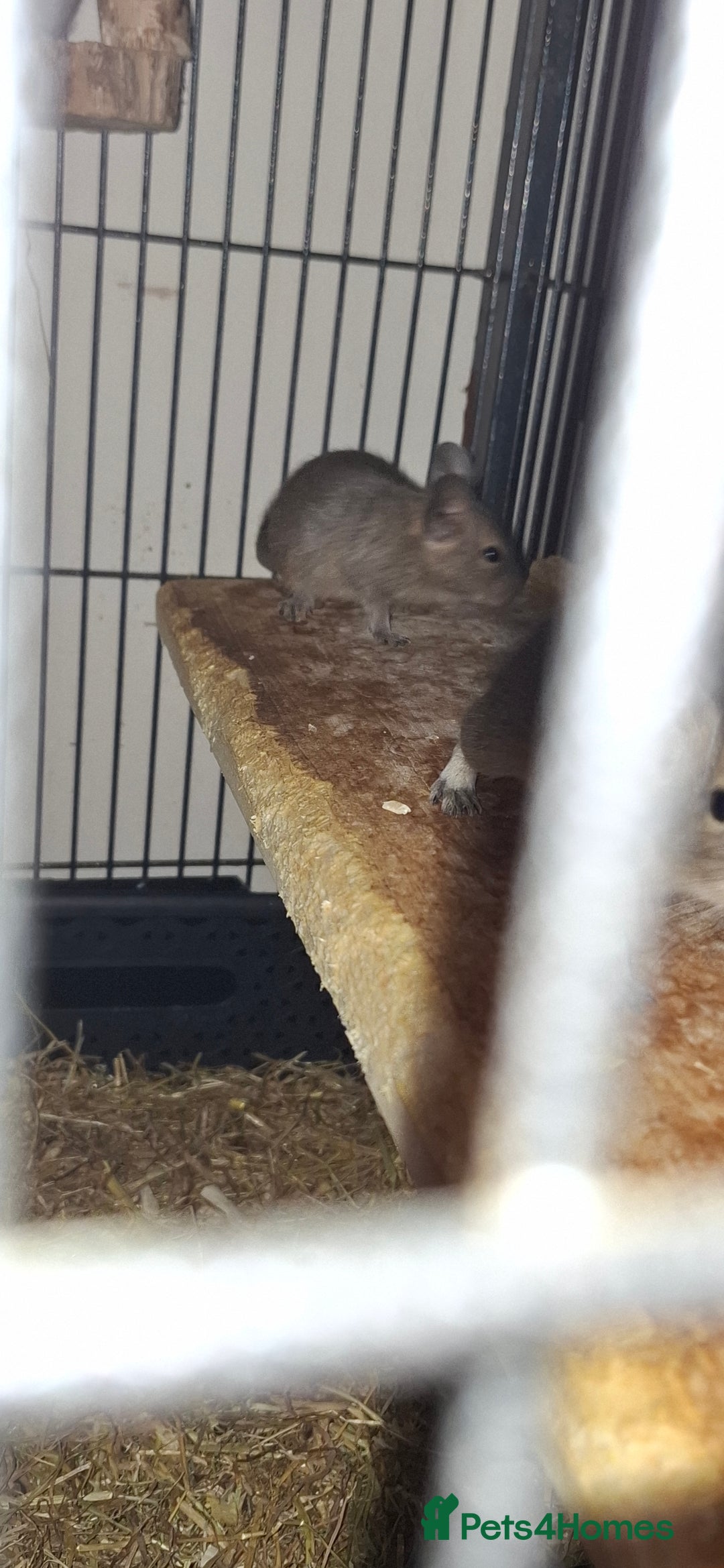 Degus rodents for sale: Degus for sale - Image 4