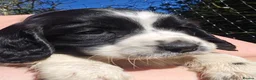 English Springer Spaniel dogs for sale: English Springer Spaniel KC Reg - working lines - Advert 8