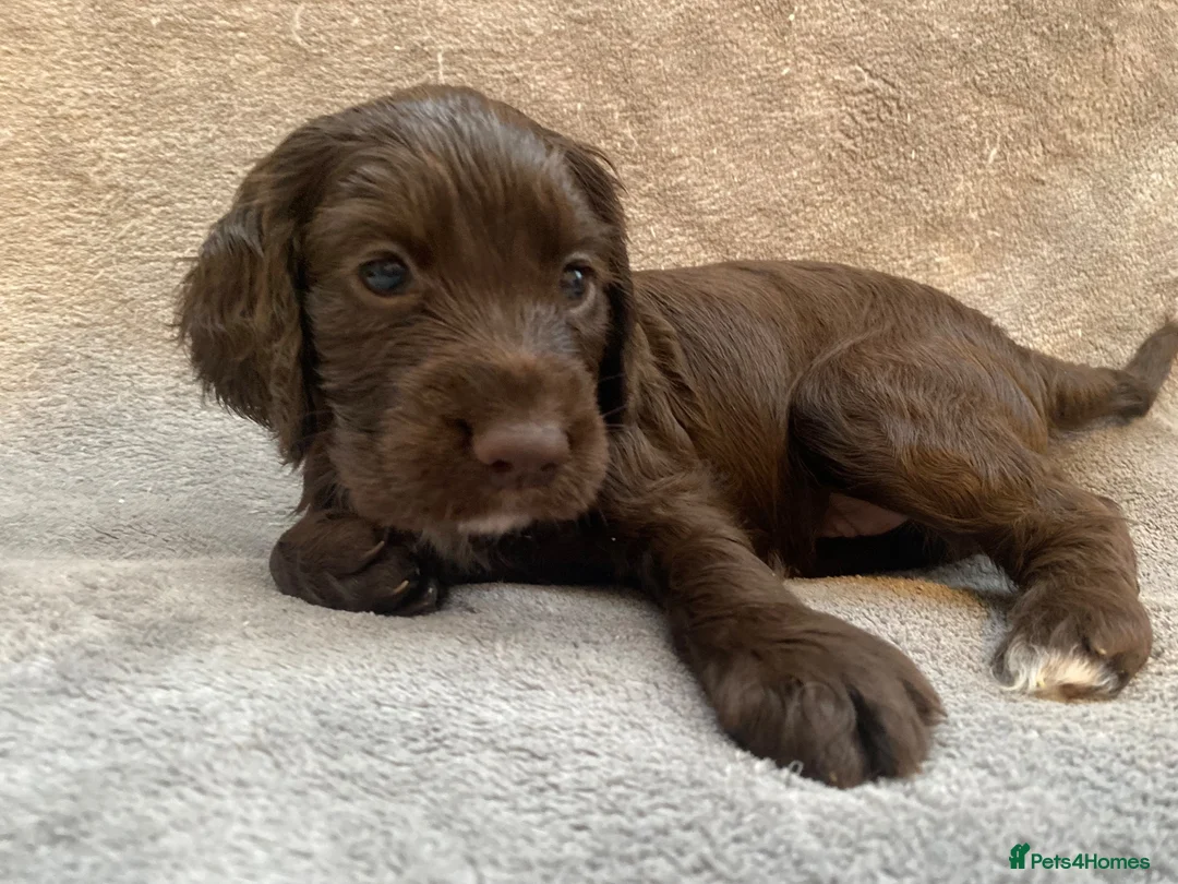 Cocker Spaniel dogs for sale: Working Cocker Spaniel Puppies for sale - Advert 2