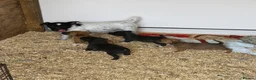 Jack Russell dogs for sale: Ready to go stunning Jack Russell pups  - Advert 1