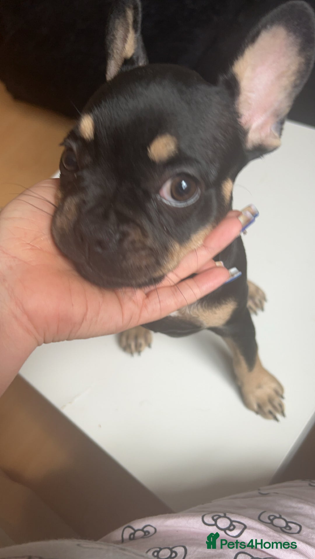 French Bulldog dogs for sale: Puppy to sell  - Image 3