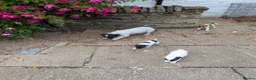 Jack Russell dogs for sale: Small strain Jack Russel pups - Advert 3