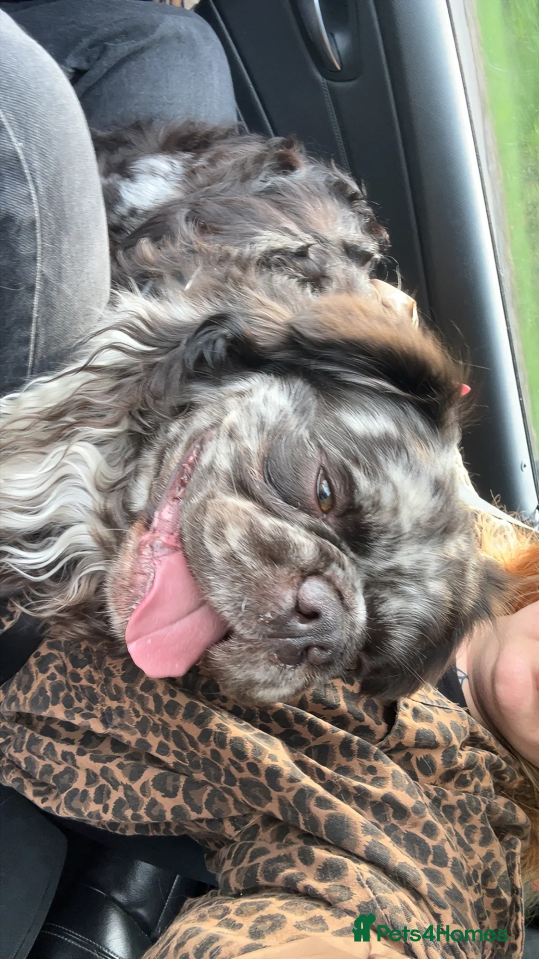 Mixed Breed dogs for sale: Vinnie  - Advert 2