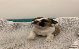 English Bulldog dogs for sale: Champion Rosebull Ralph Mystyle puppies - Image 19