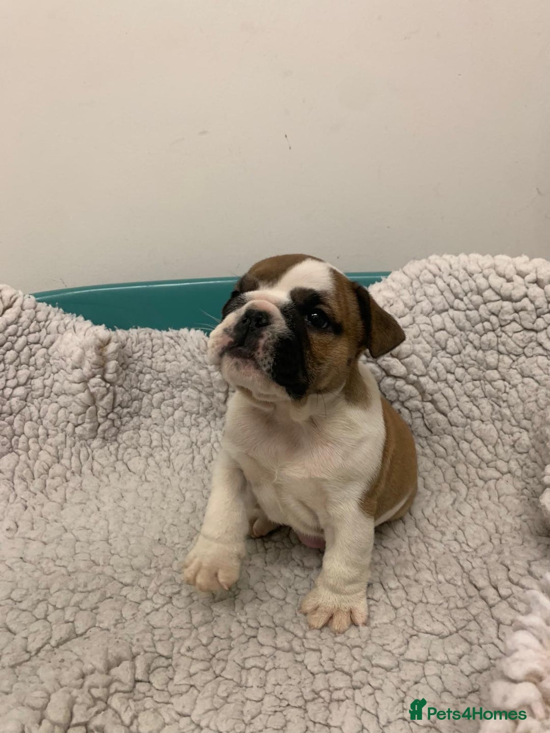 English Bulldog dogs for sale: Champion Rosebull Ralph Mystyle puppies - Image 19