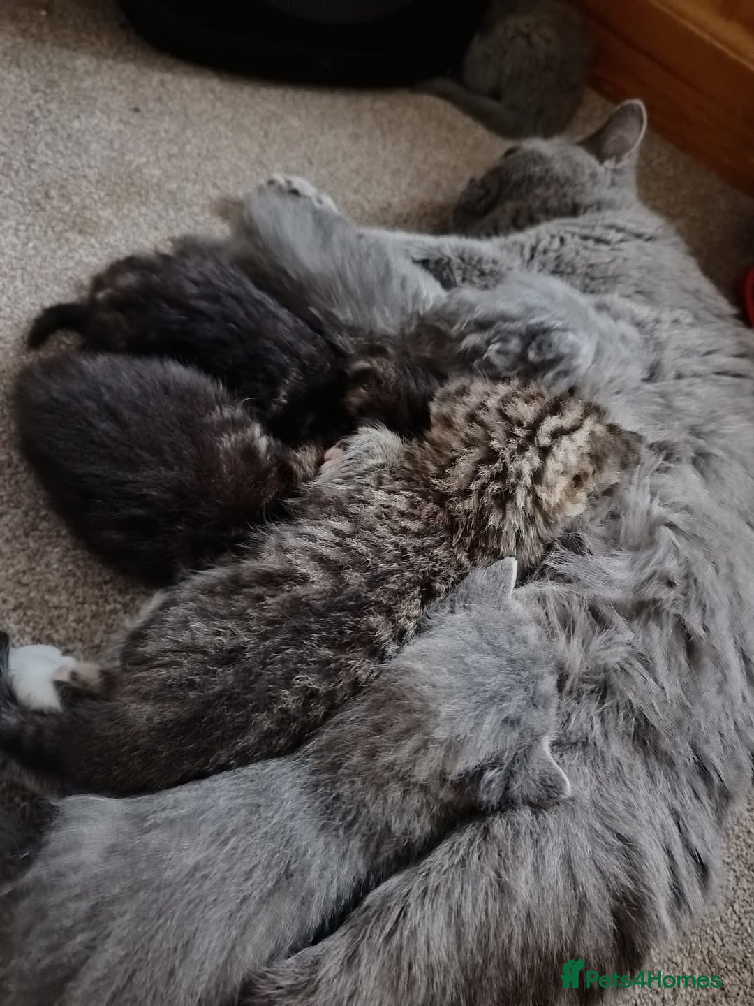 British Shorthair cats for sale: Blue spotted male bsh kitten  - Image 1