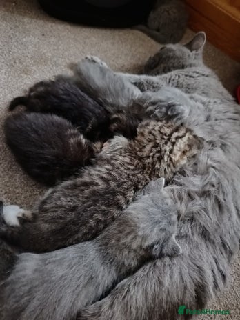 British Shorthair cats - Advert 1