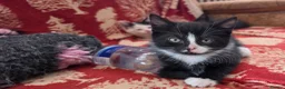 Mixed Breed cats for sale: Adorable Kittens Ready for their forever Homes - Advert 32