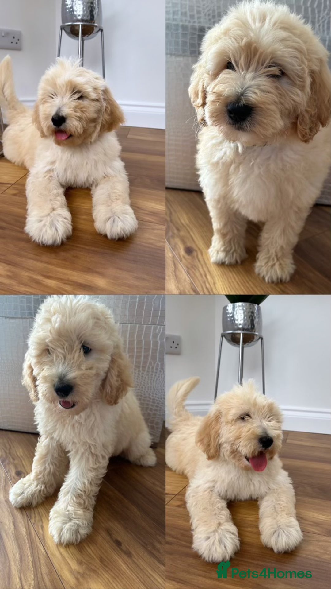 Labradoodle dogs for sale: Multigenerational Miniature Labradoodles - Image 15