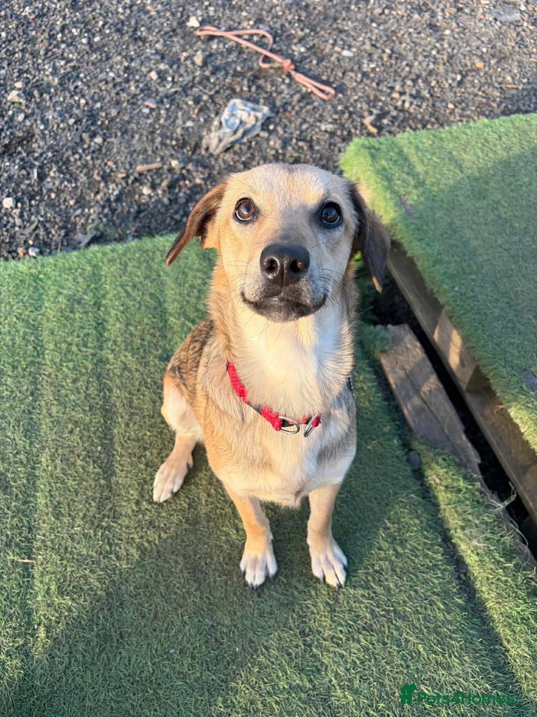 Mixed Breed dogs for adoption: NESSA - PRINCESS OF CUDDLES - Advert 1