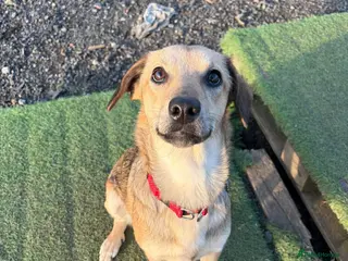 Mixed Breed dogs NESSA - PRINCESS OF CUDDLES - Advert 14