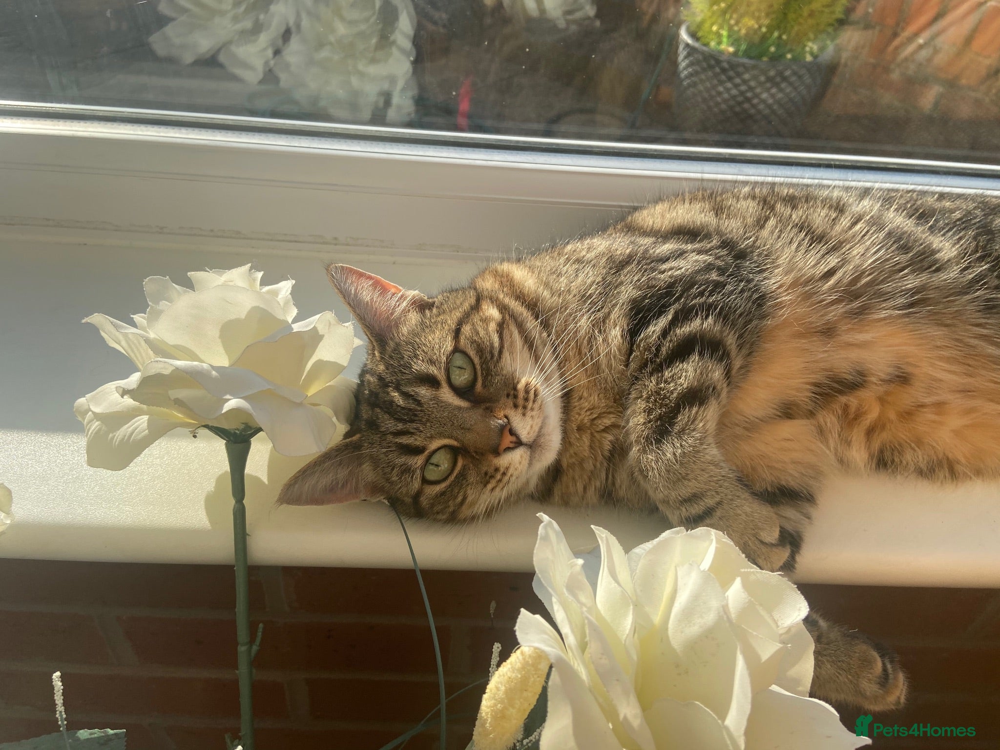 Mixed Breed cats Cat looking for new home - Advert 3