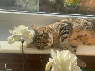Mixed Breed cats Cat looking for new home - Advert 3