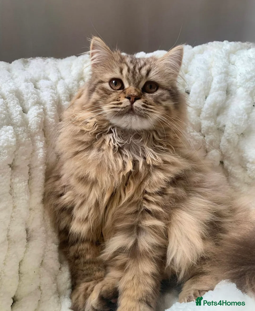 British Shorthair cats for sale: Pedigree tabby British shorthair lilac chocolate  - Advert 14