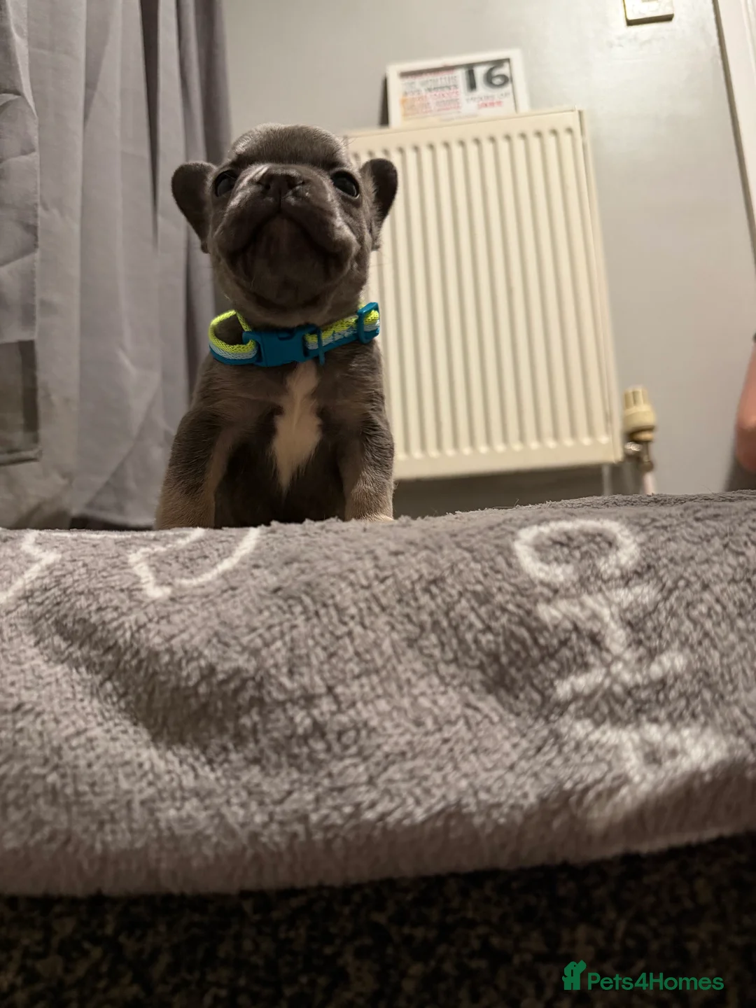 French Bulldog dogs for sale: French bulldogs  - Advert 29