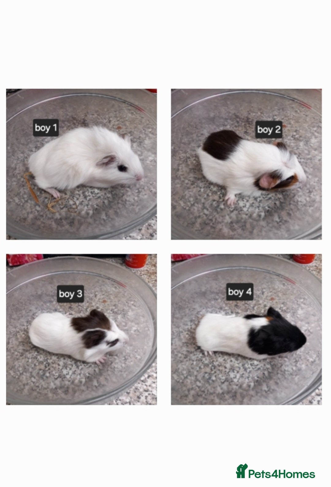 Guinea Pig rodents Baby boy guinea pigs ready now  - Advert 18