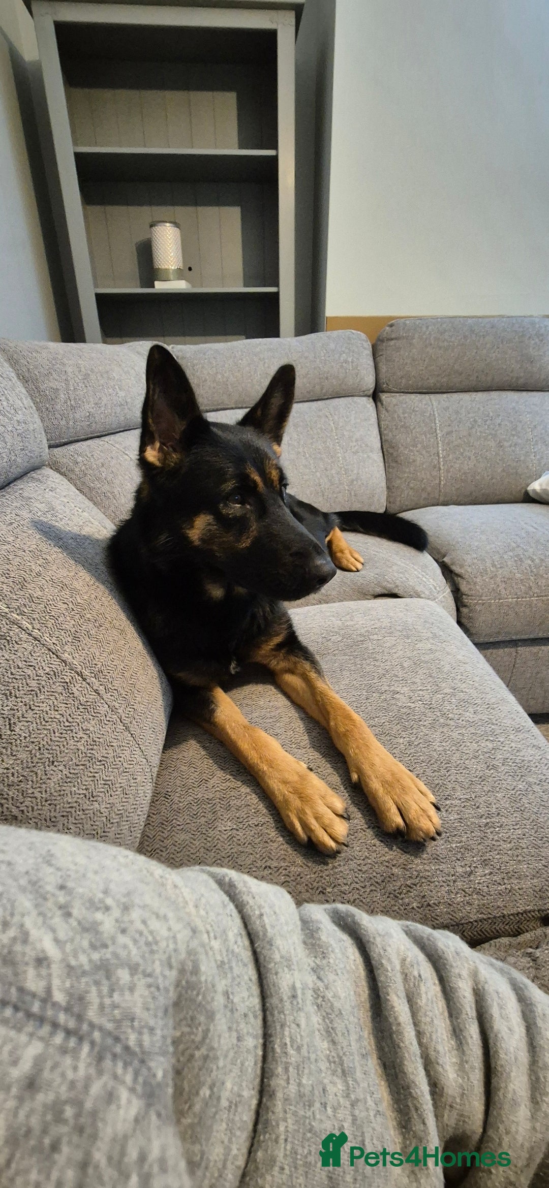 German Shepherd dogs for sale: Beautiful German shepherd girl - Advert 3