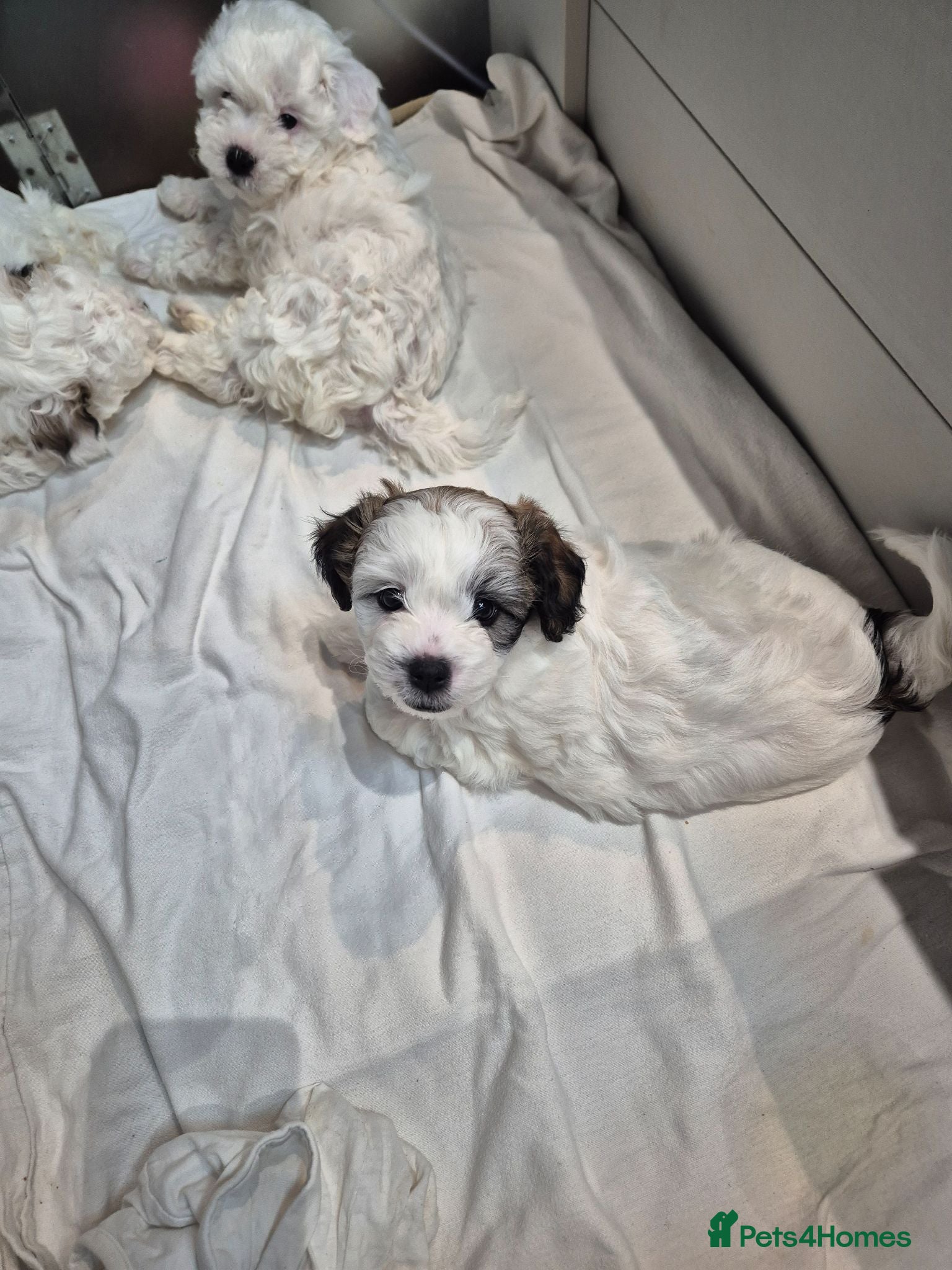 Bichon Frise dogs  Adorable Shichon Puppies – Ready Soon! - Advert 5