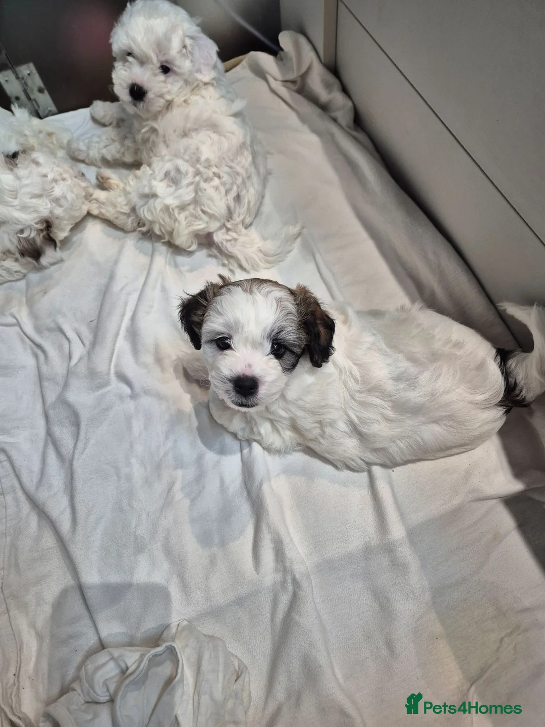 Bichon Frise dogs for sale:  Adorable Shichon Puppies – Ready Soon! - Advert 1