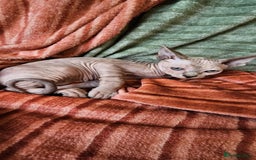 Sphynx cats for sale: 6 month old sphynx girl  - Image 4