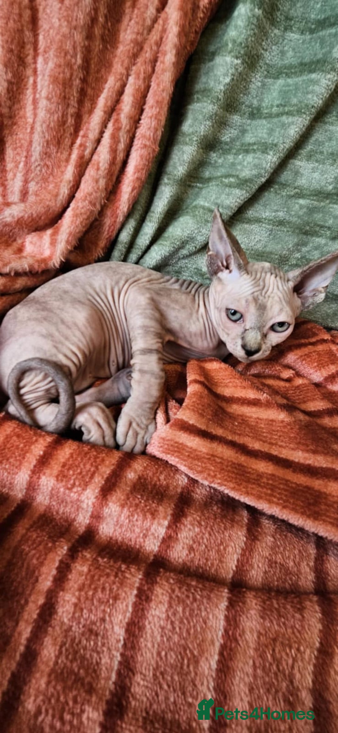 Sphynx cats for sale: 6 month old sphynx girl  - Image 4