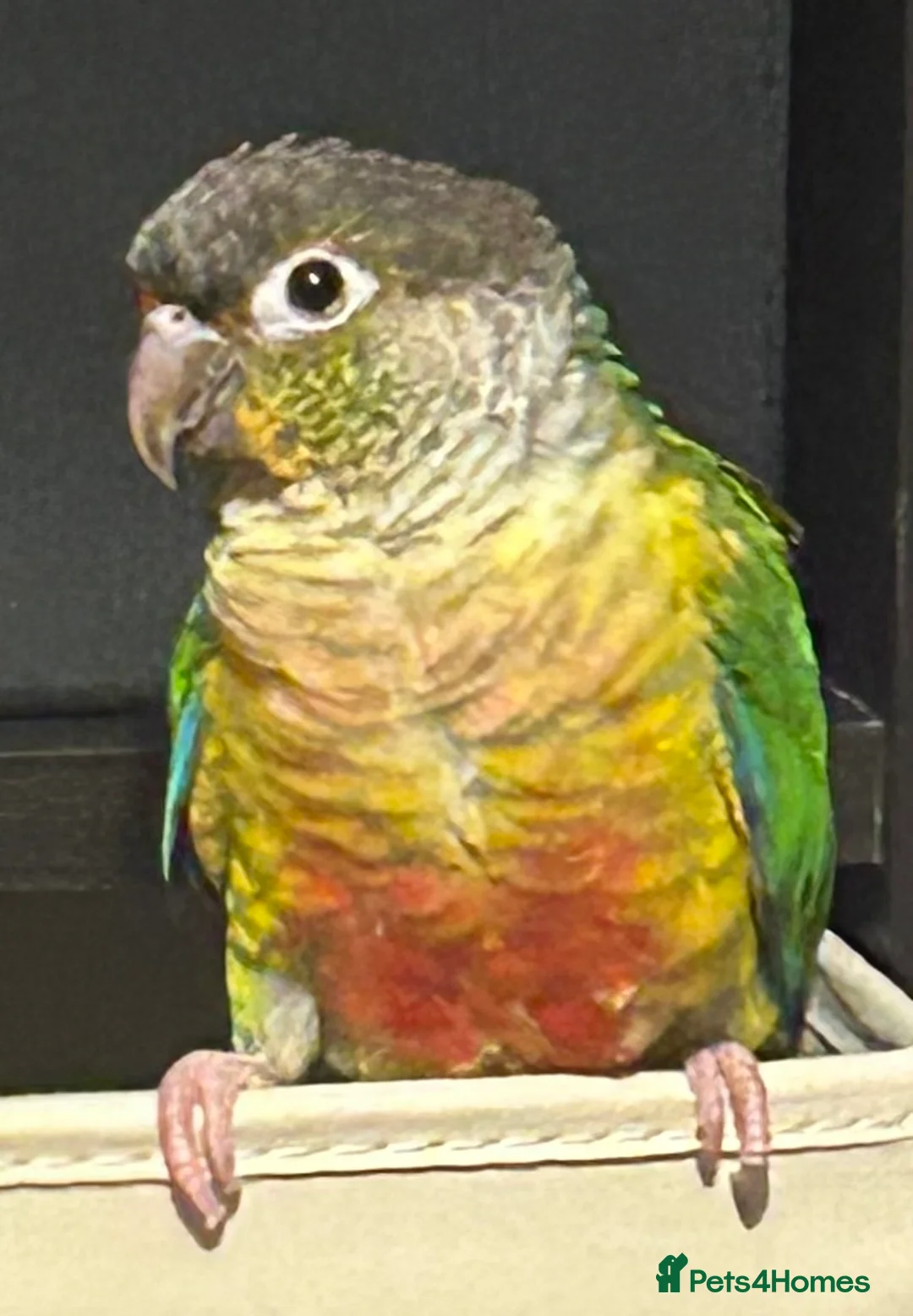 Conures birds for sale: Baby conure in Gosport - Advert 2