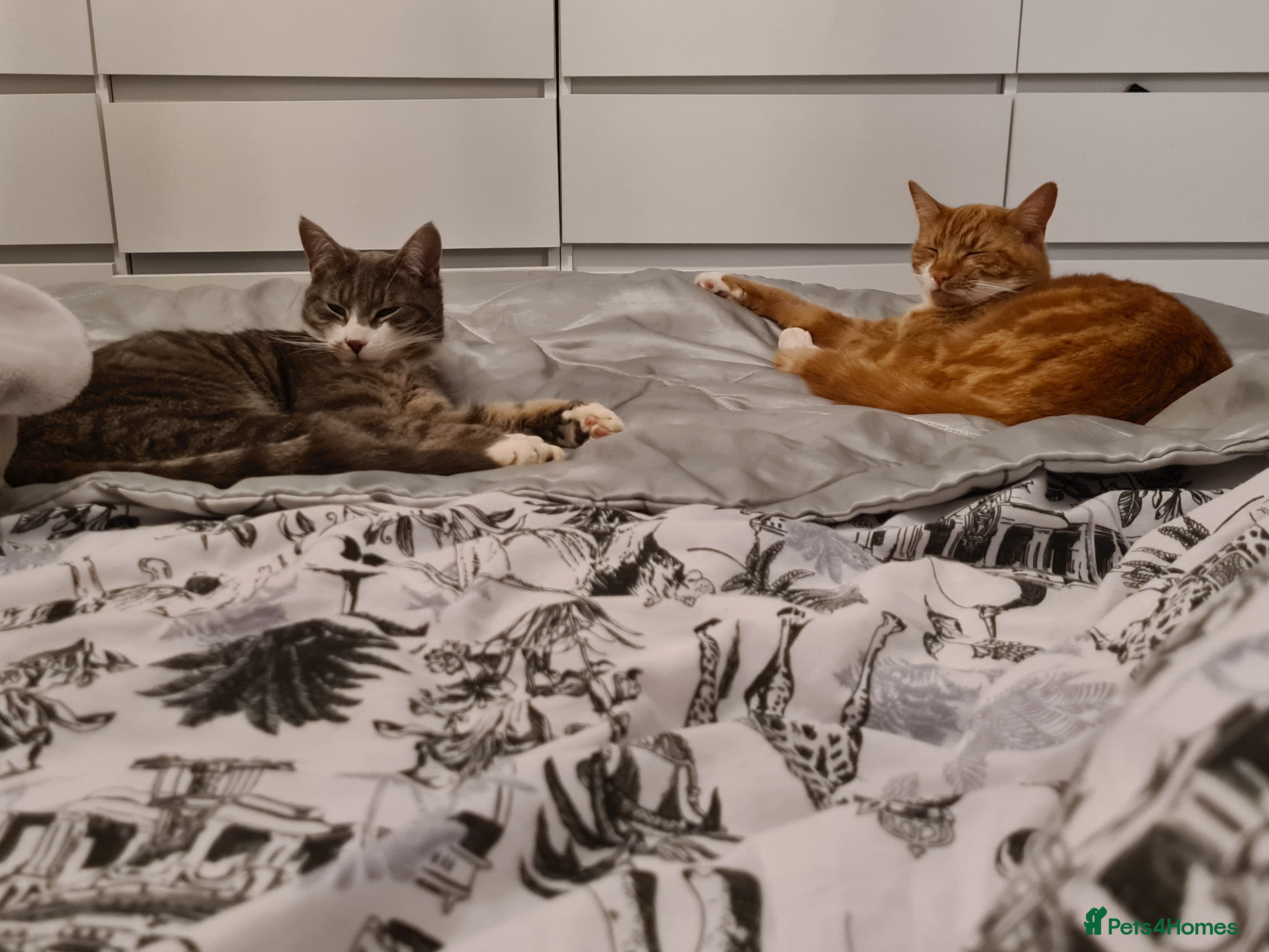 Domestic Shorthair cats Two cats for rehoming   - Advert 15